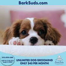 Reasons to choose BarkSuds
